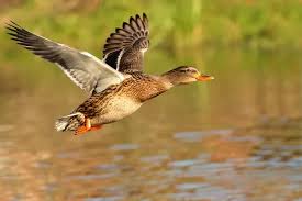 Ente1_1