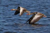 Wasserwild und Niederwild Jagd in der Slowakei